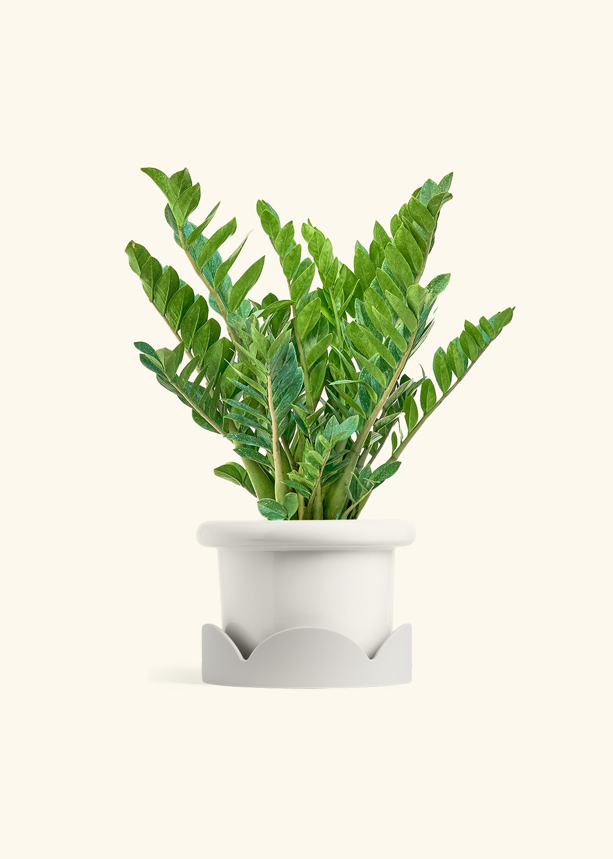 ZZ Plant in a 10 inches Fat Lip White Planter in a Oat Petal Drip Tray