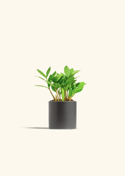 ZZ Plant in a 4 inches Charcoal Classic Cylinder Planter 