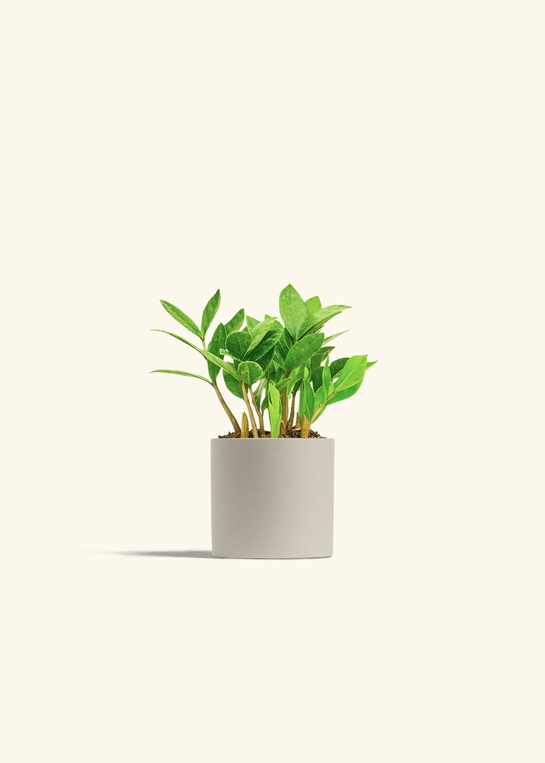 ZZ Plant in a 4 inches Oat Classic Cylinder Planter 