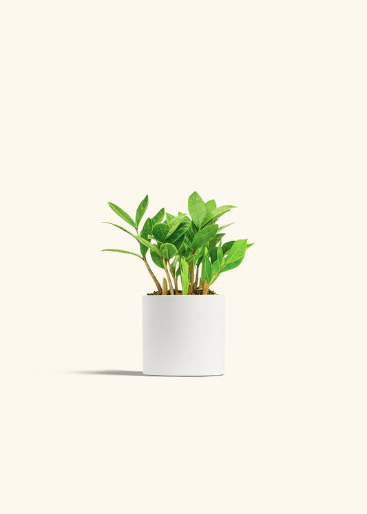 ZZ Plant in a 4 inches White Classic Cylinder Planter 