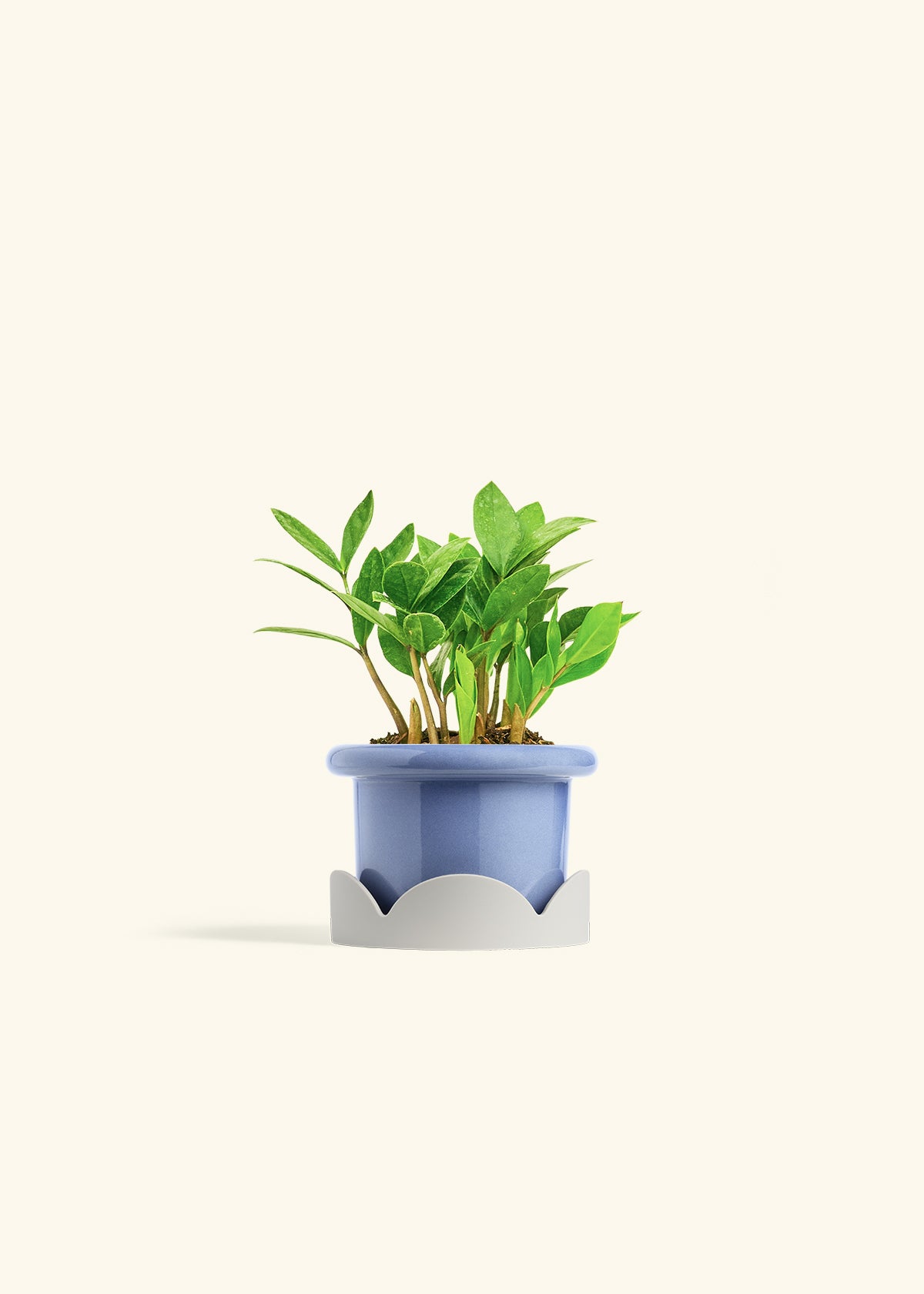 ZZ Plant in a 4 inches Fat Lip Blue Planter in a Oat Petal Drip Tray