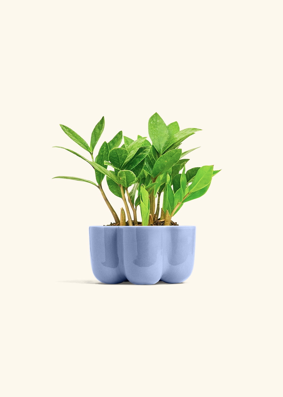 ZZ Plant in a 4 inches in a Blue Petal Planter