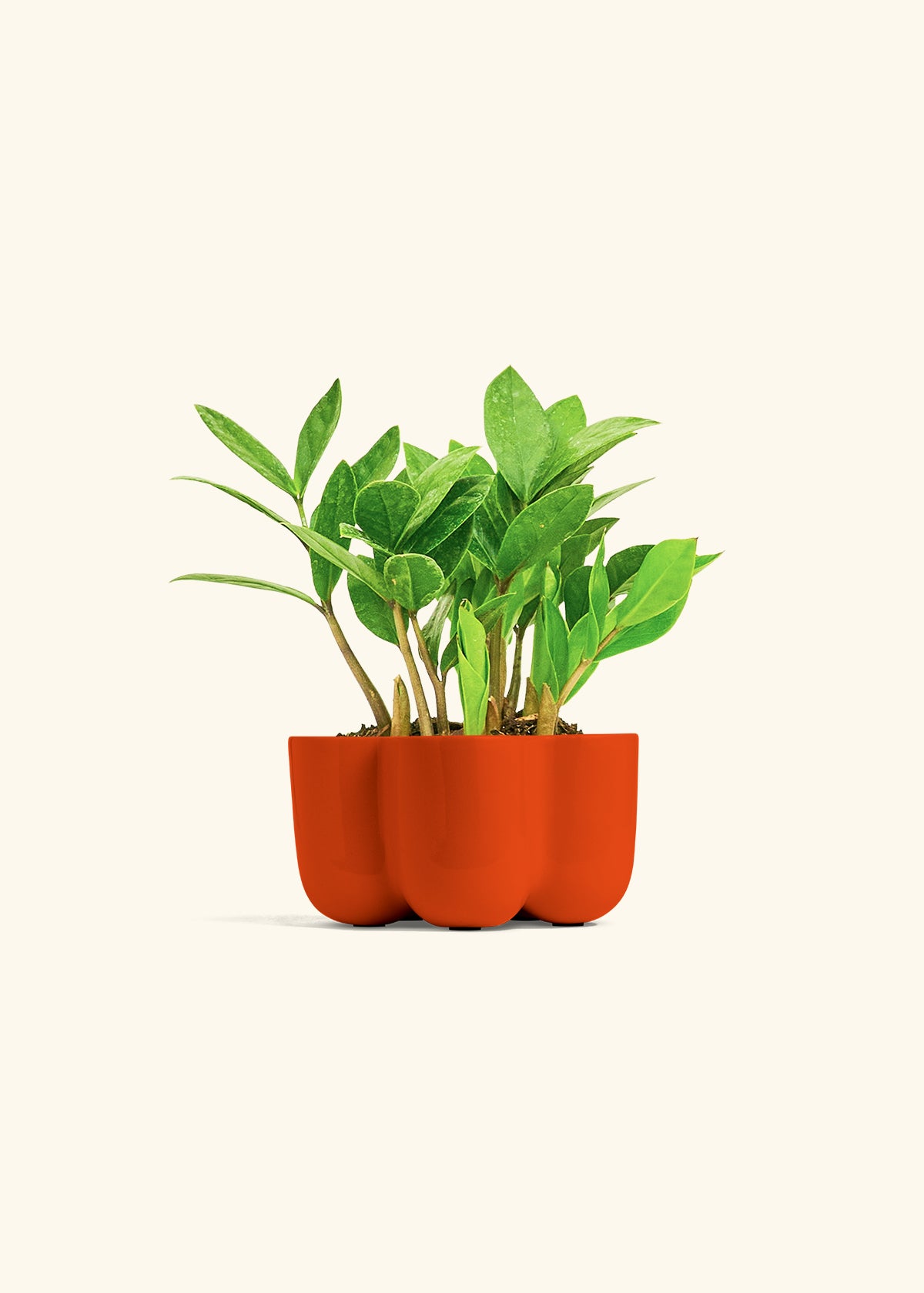 ZZ Plant in a 4 inches in a Red Petal Planter