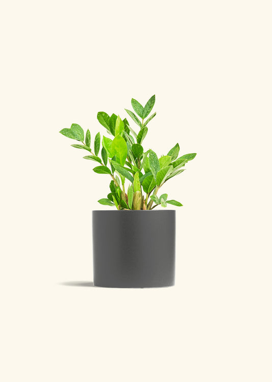 ZZ Plant in a 6 inches Charcoal Classic Cylinder Planter in a Oat Petal Drip Tray