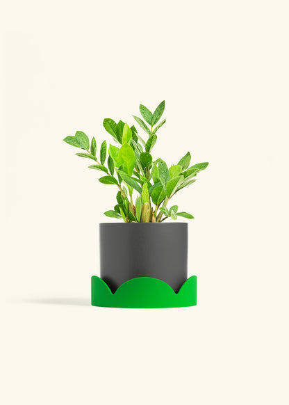 ZZ Plant in a 6 inches Charcoal Classic Cylinder Planter 