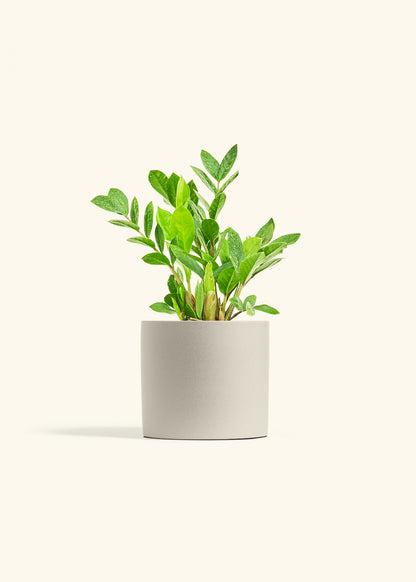 ZZ Plant in a 6 inches Oat Classic Cylinder Planter 