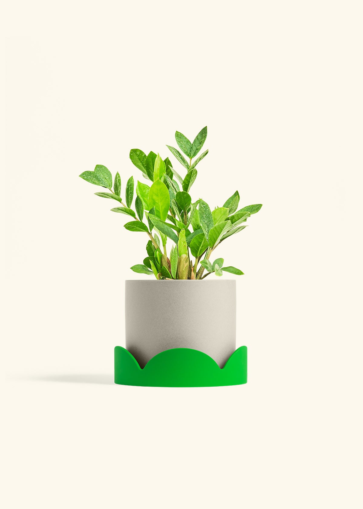 ZZ Plant in a 6 inches Oat Classic Cylinder Planter in a Oat Petal Drip Tray