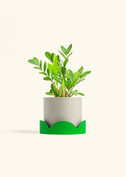 ZZ Plant in a 6 inches Oat Classic Cylinder Planter in a Oat Petal Drip Tray