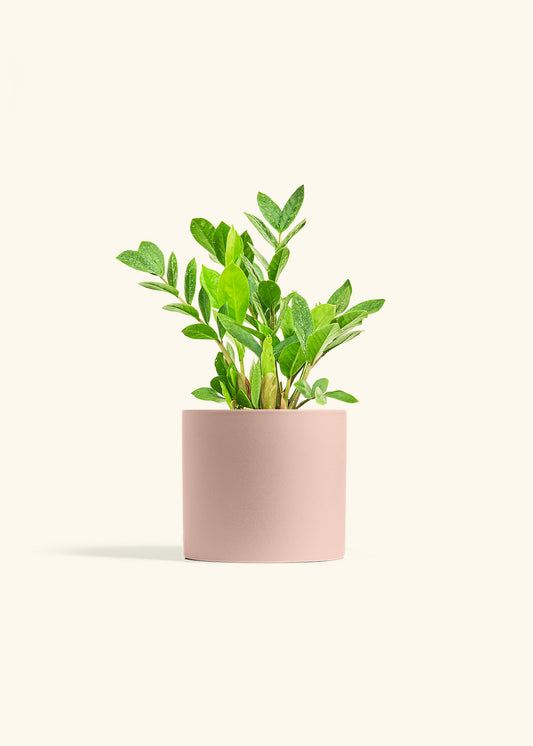 ZZ Plant in a 6 inches Pink Classic Cylinder Planter 
