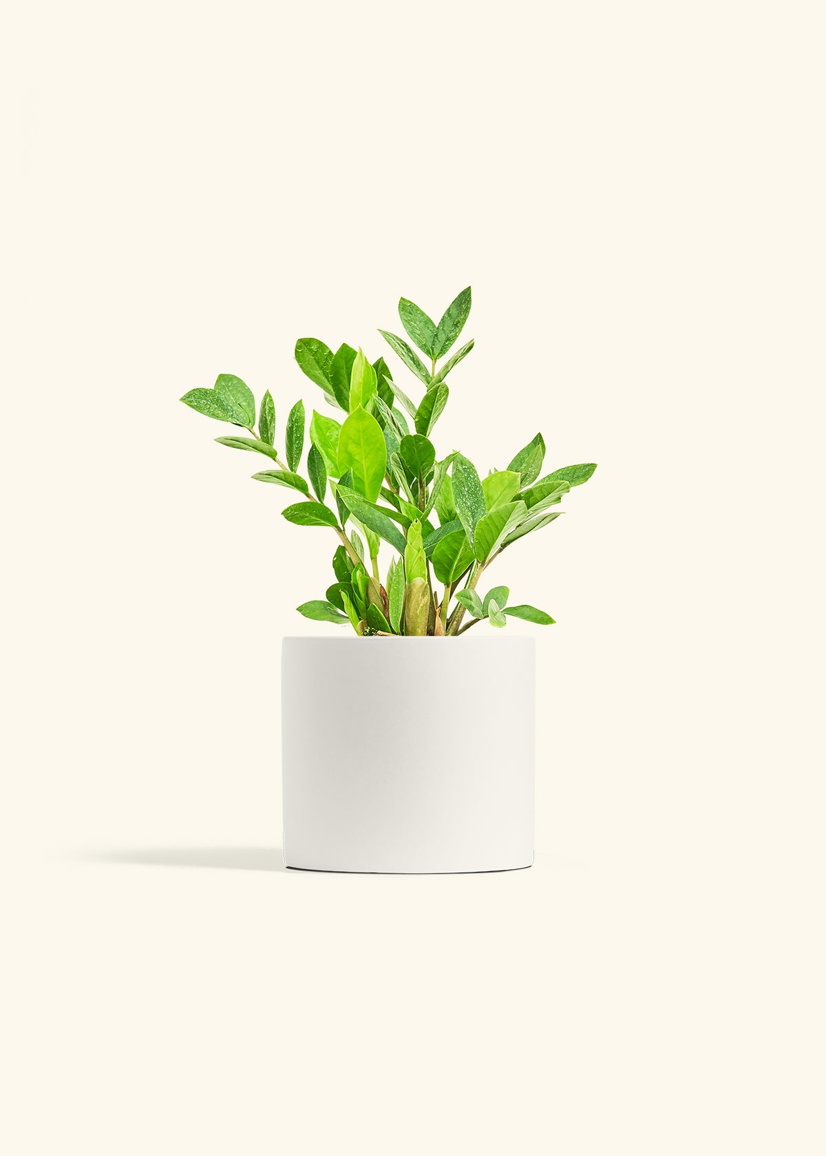 ZZ Plant in a 6 inches White Classic Cylinder Planter 