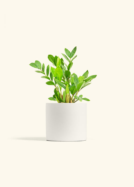 ZZ Plant in a 6 inches White Classic Cylinder Planter 