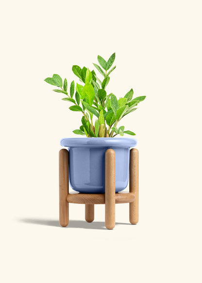 ZZ Plant in a 6 inches Fat Lip Blue Planter in a Oat Petal Drip Tray