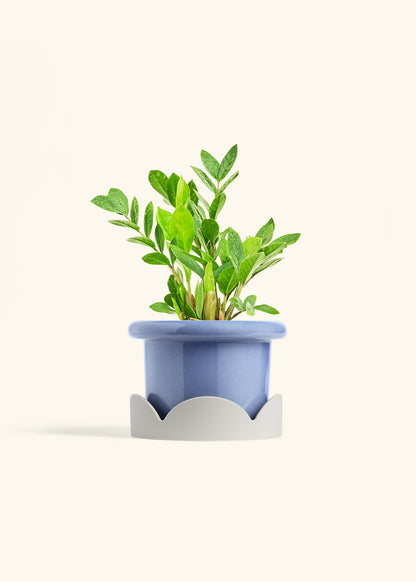 ZZ Plant in a 6 inches Fat Lip Blue Planter in a Beech Wood Stand