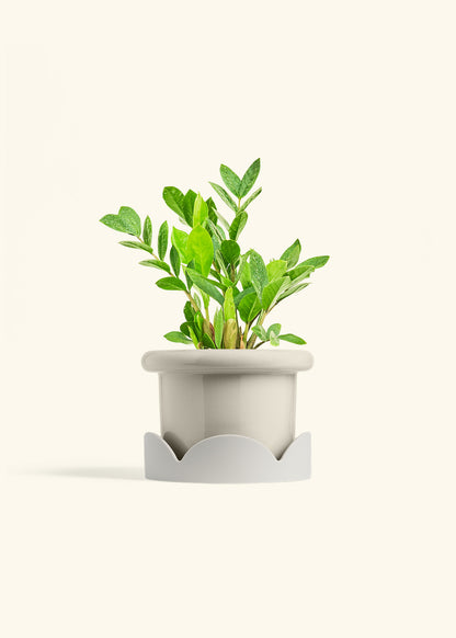 ZZ Plant in a 6 inches Fat Lip Oat Planter in a Oat Petal Drip Tray