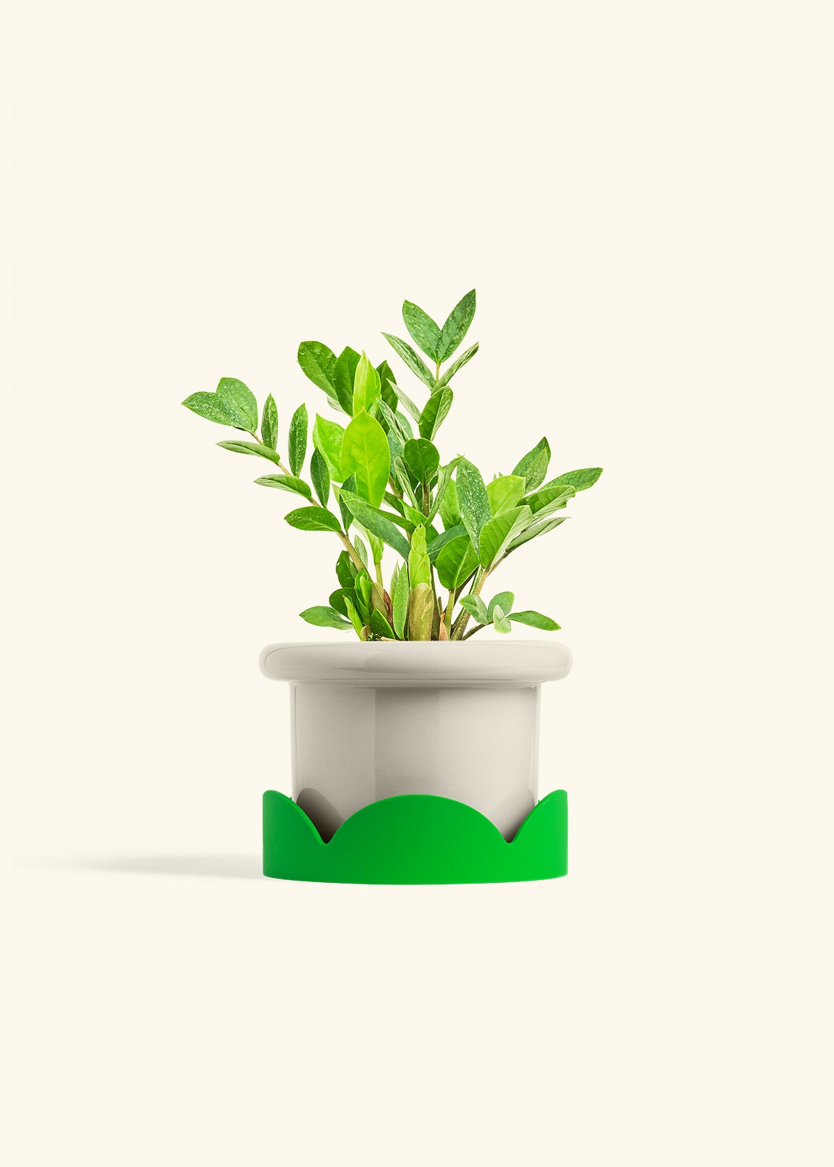 ZZ Plant in a 6 inches Fat Lip Oat Planter in a Shamrock Petal Drip Tray