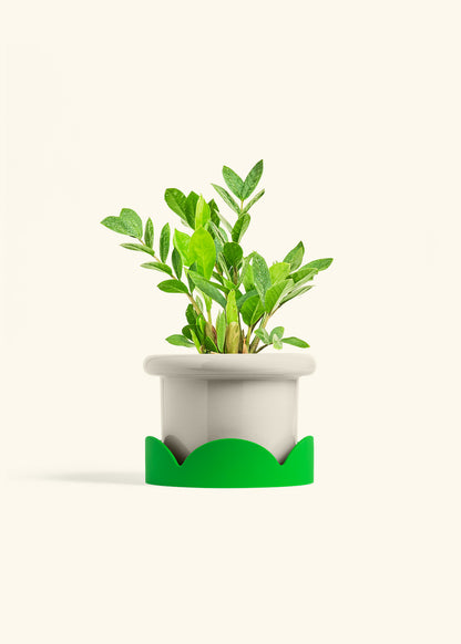 ZZ Plant in a 6 inches Fat Lip Oat Planter in a Shamrock Petal Drip Tray