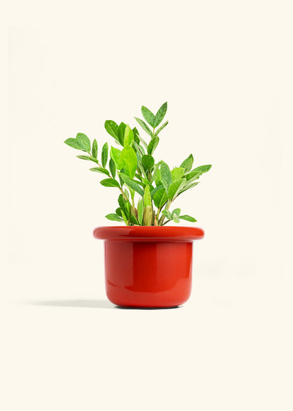 ZZ Plant in a 6 inches Fat Lip Red Planter 