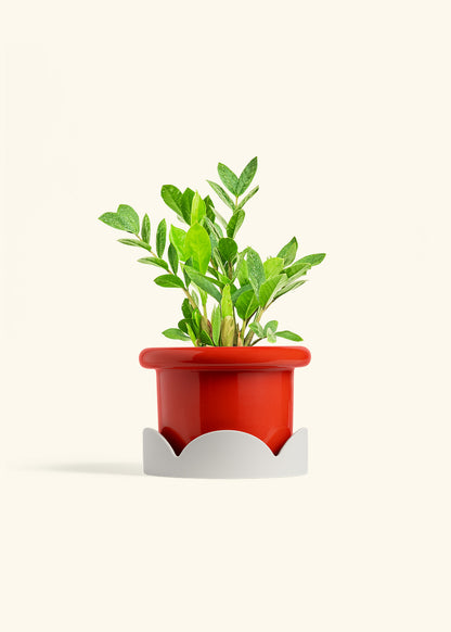 ZZ Plant in a 6 inches Fat Lip Red Planter in a Oat Petal Drip Tray