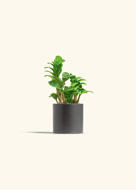 Zenzi ZZ Plant in a 4 inches Charcoal Classic Cylinder Planter 