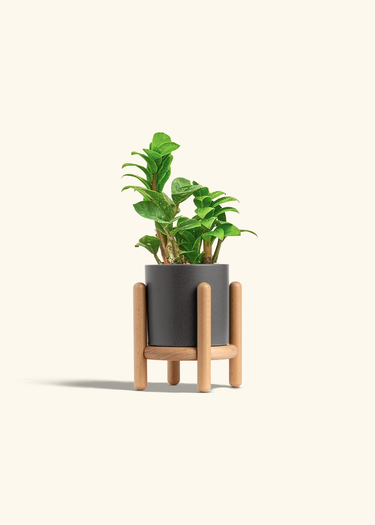 Zenzi ZZ Plant in a 4 inches Charcoal Classic Cylinder Planter in a Beech Wood Stand