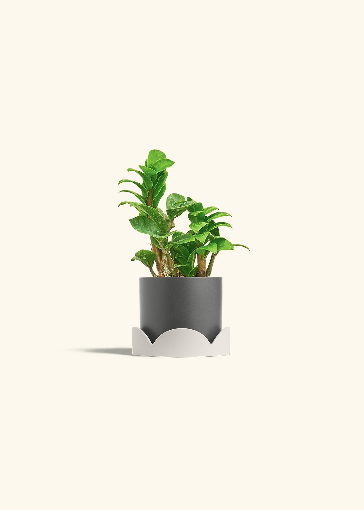 ZZ Plant 'Zenzi' – Hey Rooted