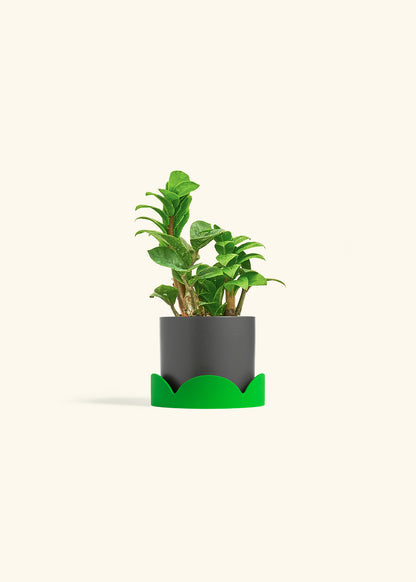 Zenzi ZZ Plant in a 4 inches Charcoal Classic Cylinder Planter in a Shamrock Petal Drip Tray