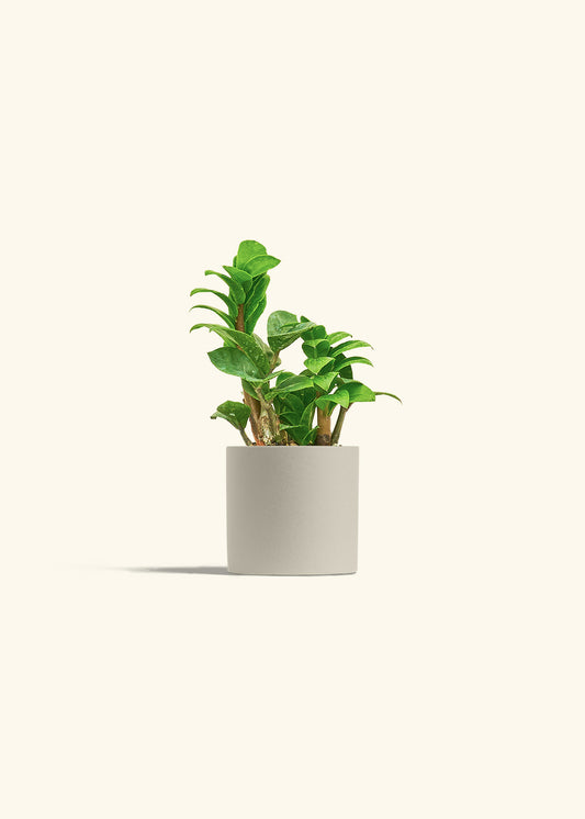 Zenzi ZZ Plant in a 4 inches Oat Classic Cylinder Planter 
