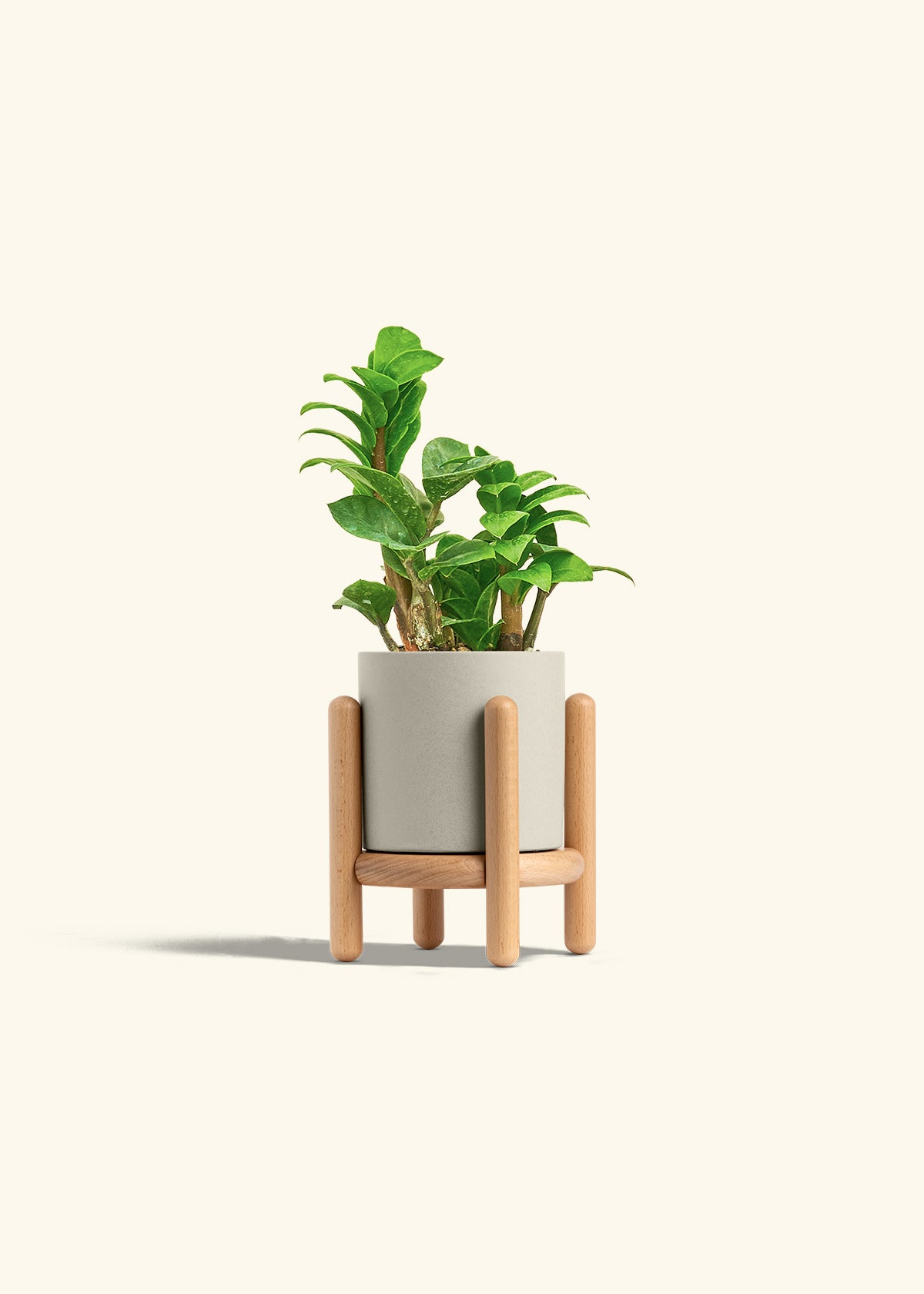 Zenzi ZZ Plant in a 4 inches Oat Classic Cylinder Planter in a Beech Wood Stand