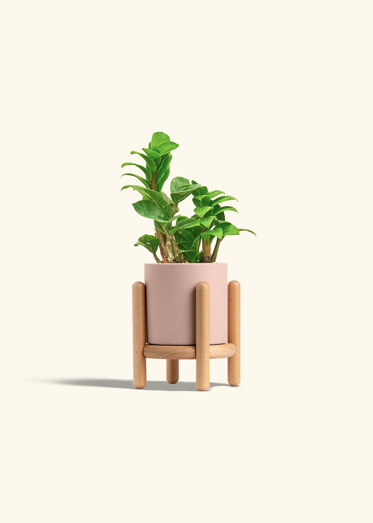 Zenzi ZZ Plant in a 4 inches Pink Classic Cylinder Planter in a Beech Wood Stand