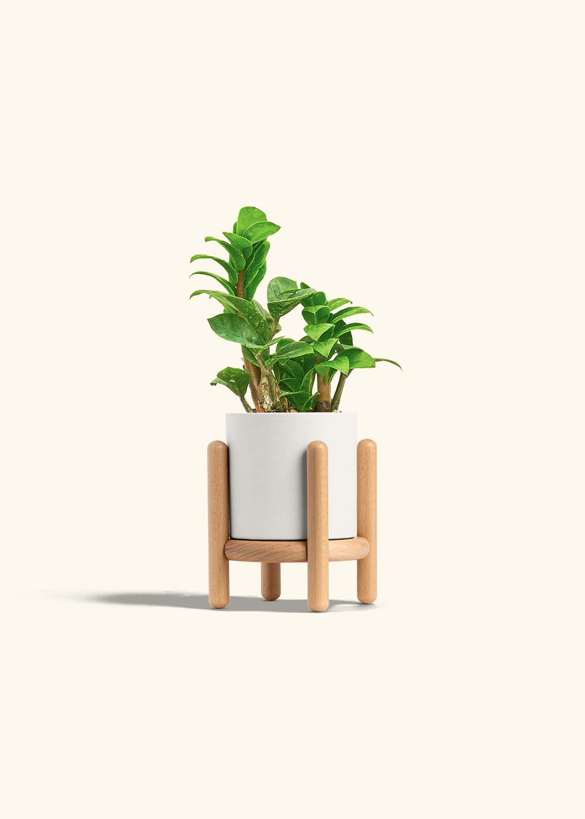 Zenzi ZZ Plant in a 4 inches White Classic Cylinder Planter in a Beech Wood Stand