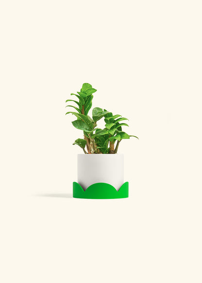 Zenzi ZZ Plant in a 4 inches White Classic Cylinder Planter in a Shamrock Petal Drip Tray