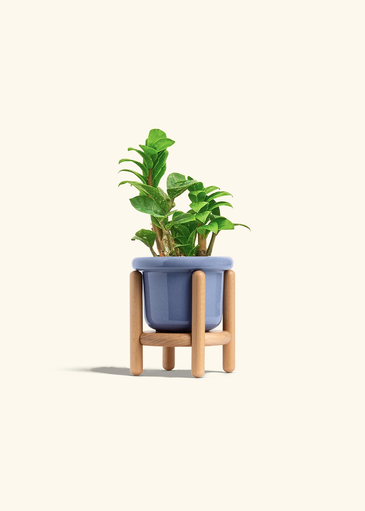 ZZ Plant 'Zenzi' – Hey Rooted