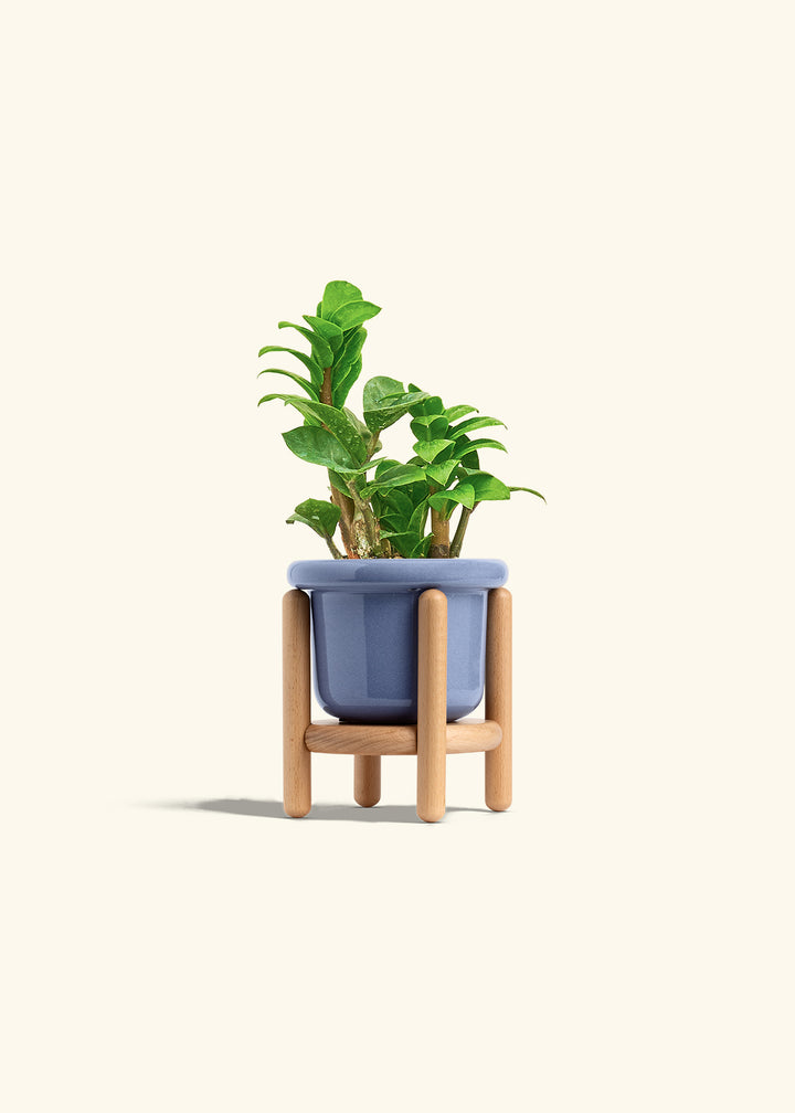 Zenzi ZZ Plant in a 4 inches Fat Lip Red Planter in a Beech Wood Stand