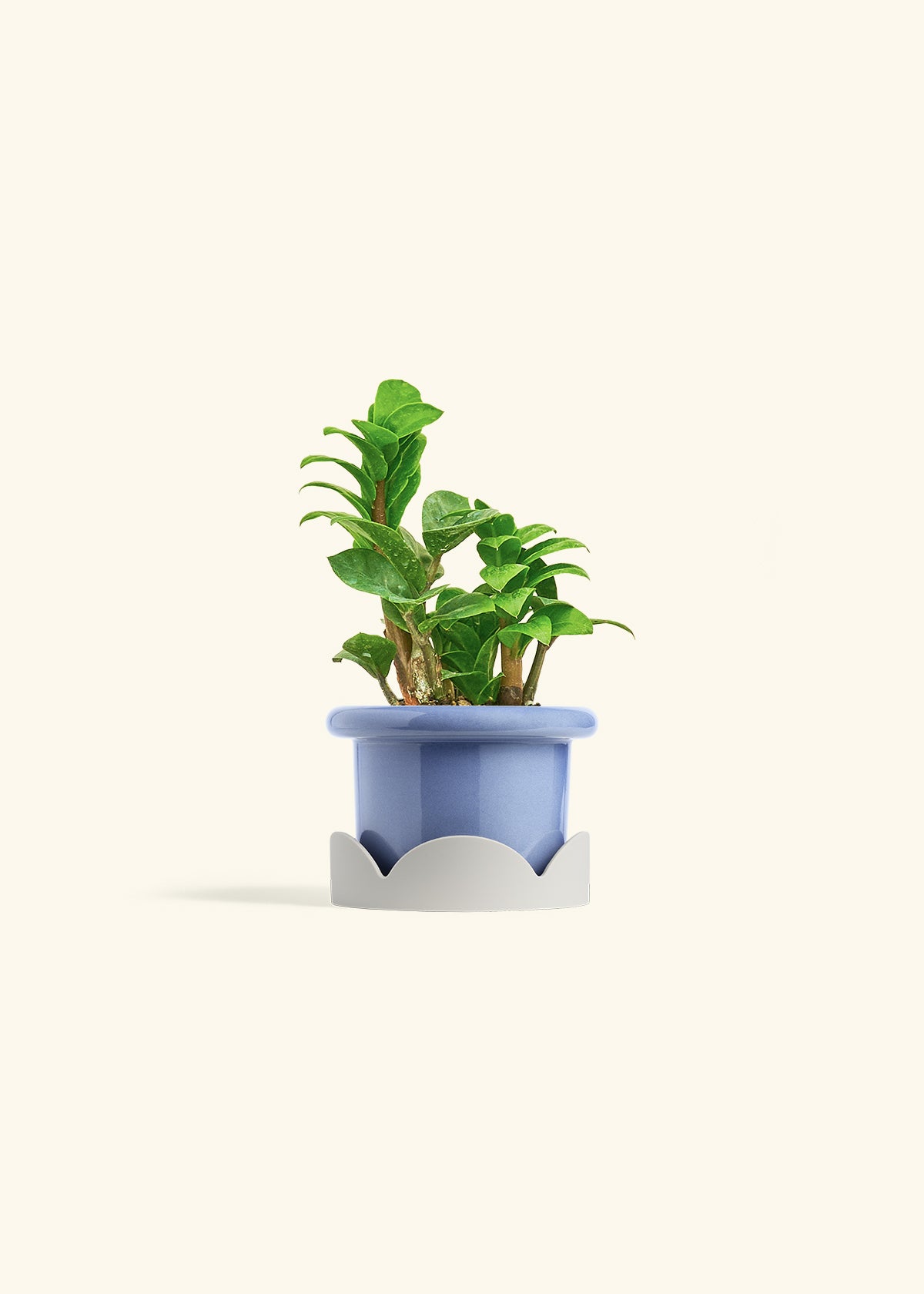ZZ Plant 'Zenzi' – Hey Rooted