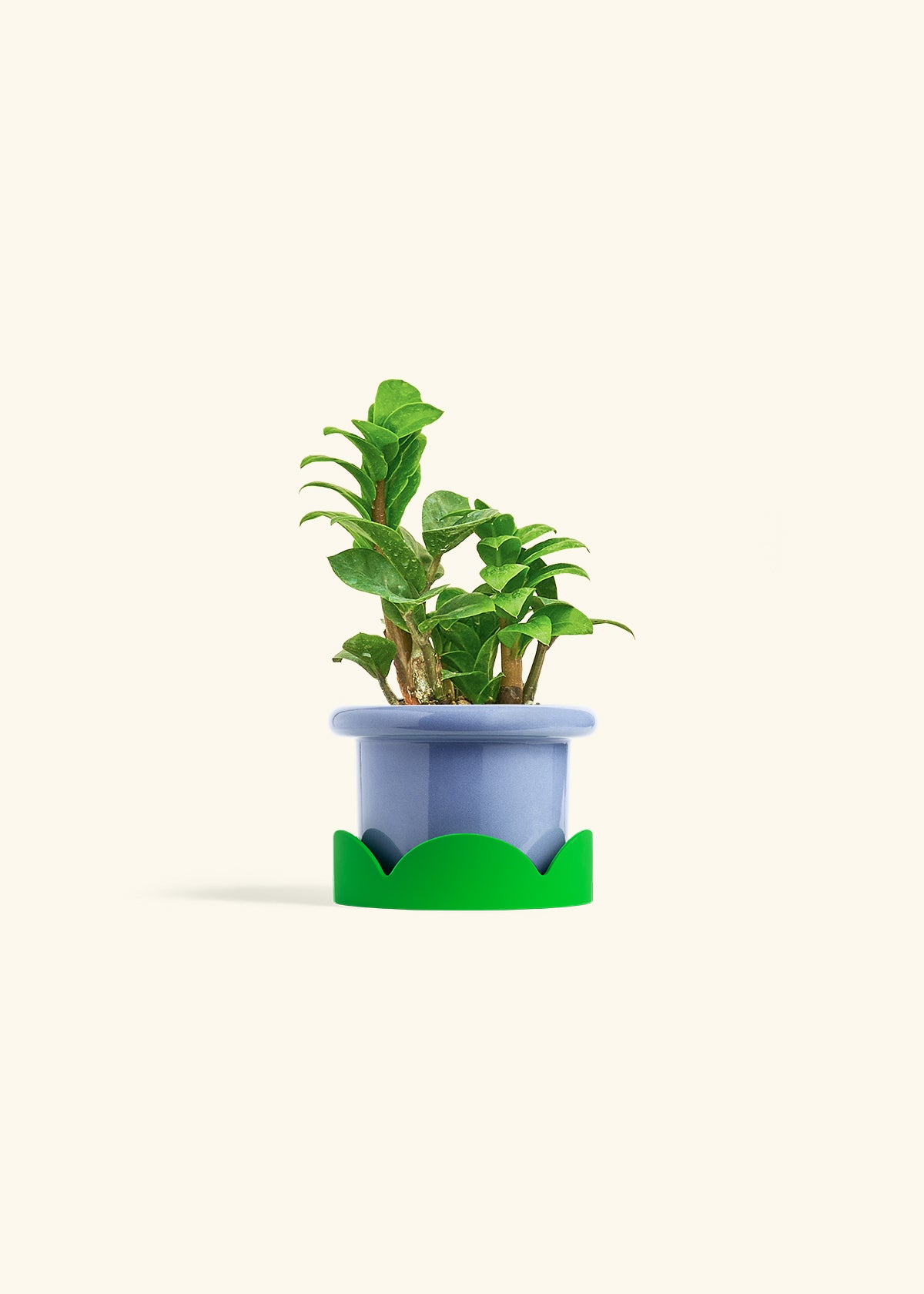 zz plant terrarium ZZ Plant 'Zenzi' – Hey Rooted