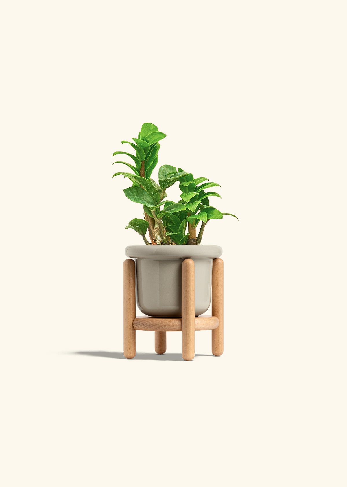ZZ Plant 'Zenzi' – Hey Rooted