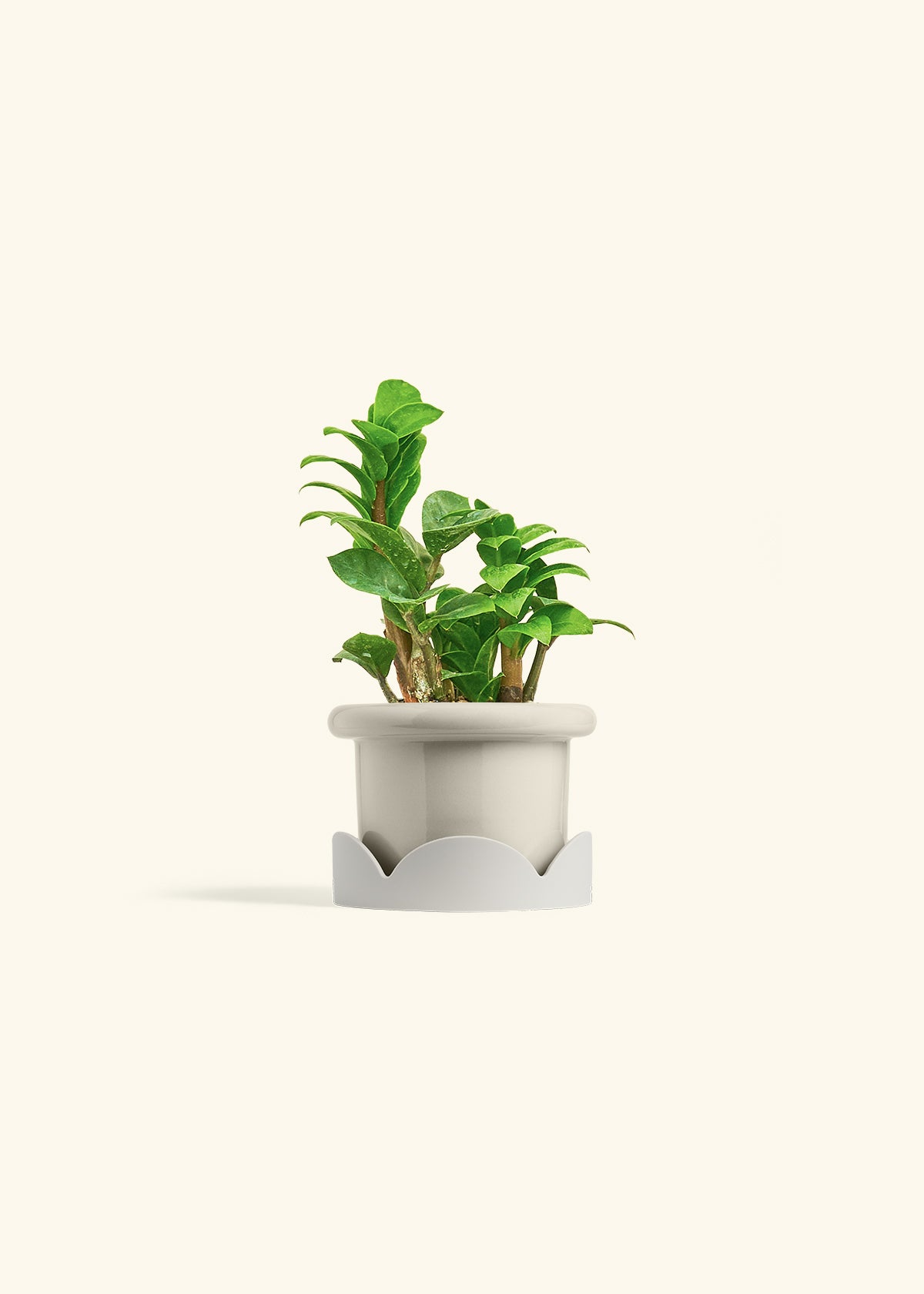 ZZ Plant 'Zenzi' – Hey Rooted