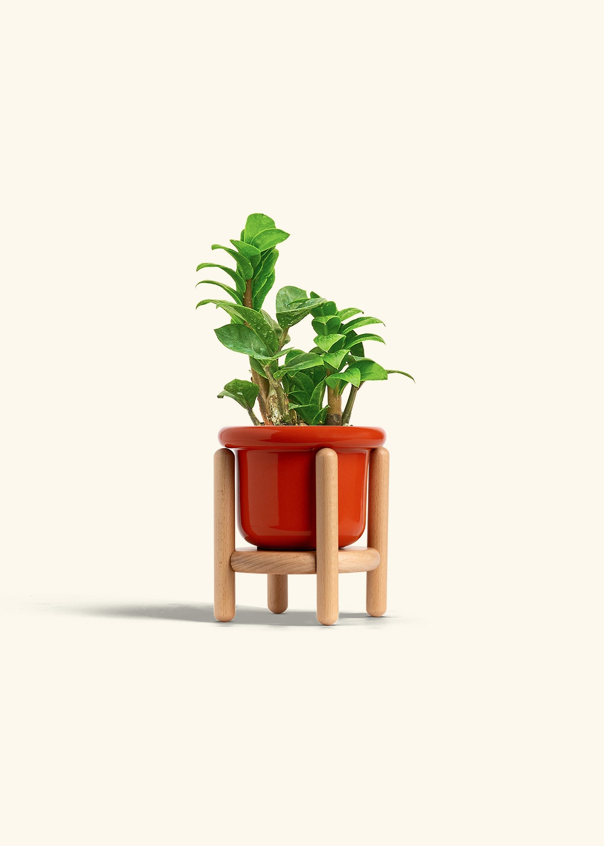 Zenzi ZZ Plant in a 4 inches Fat Lip Blue Planter in a Beech Wood Stand