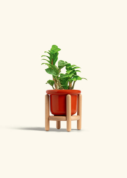 Zenzi ZZ Plant in a 4 inches Fat Lip Blue Planter in a Beech Wood Stand