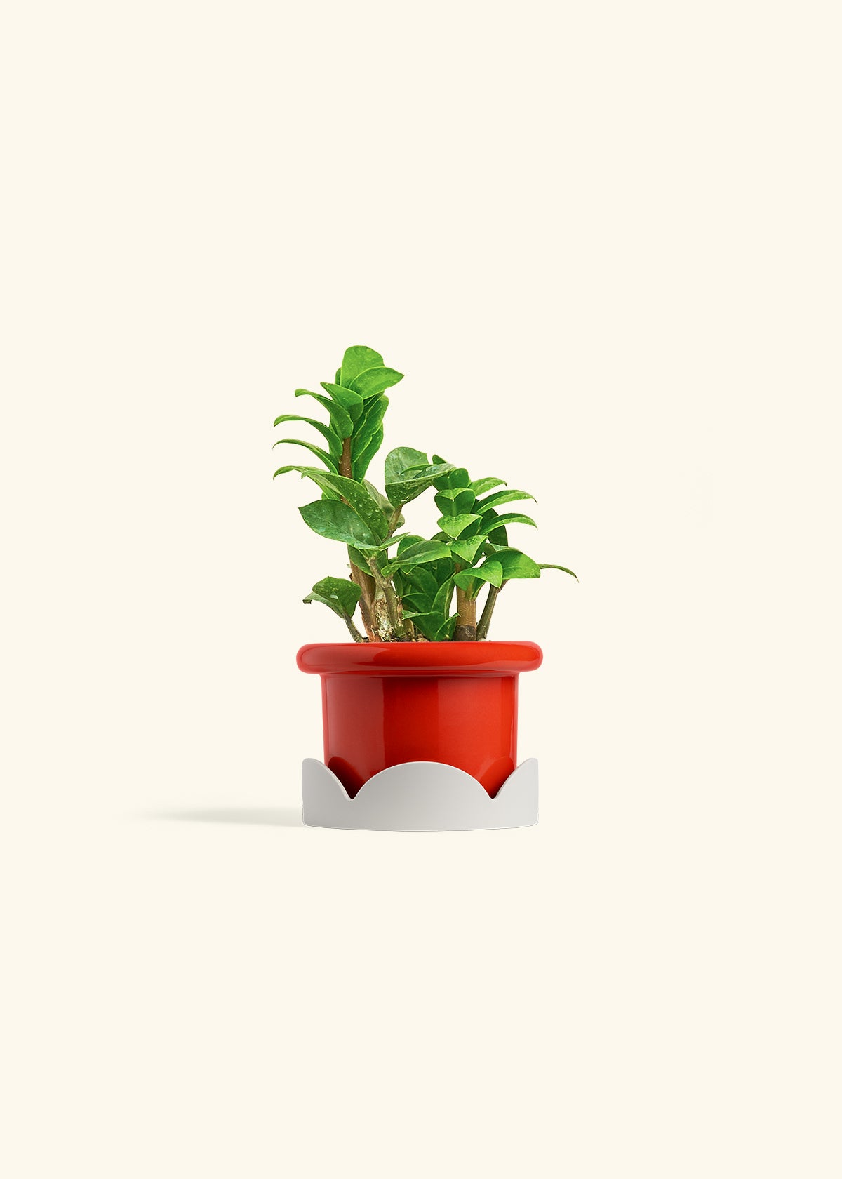 Zenzi ZZ Plant in a 4 inches Fat Lip Blue Planter in a Oat Petal Drip Tray