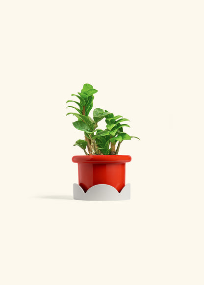Zenzi ZZ Plant in a 4 inches Fat Lip Blue Planter in a Oat Petal Drip Tray