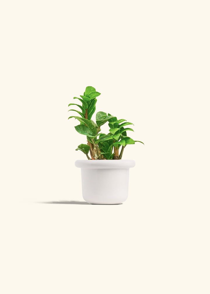 Zenzi ZZ Plant in a 4 inches Fat Lip White Planter 