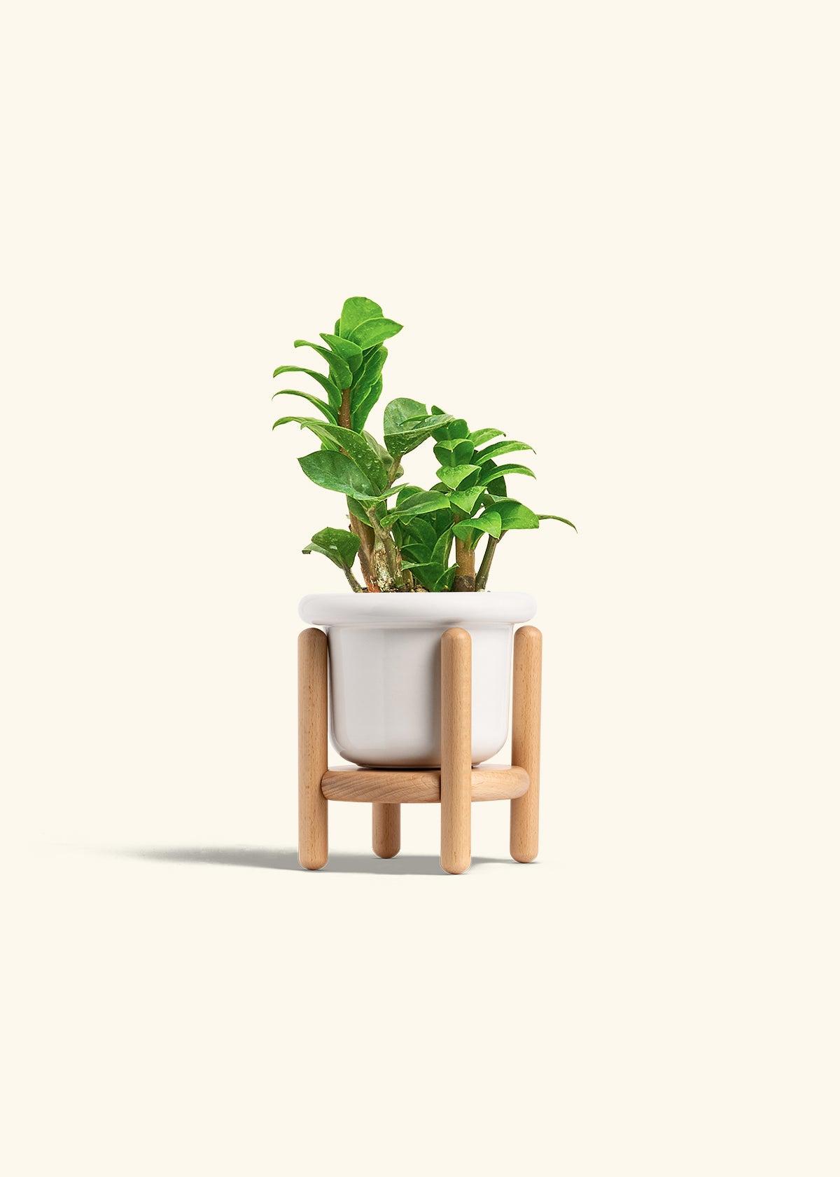 50cm zz plant pot 14cm ZZ Plant 'Zenzi' – Hey Rooted