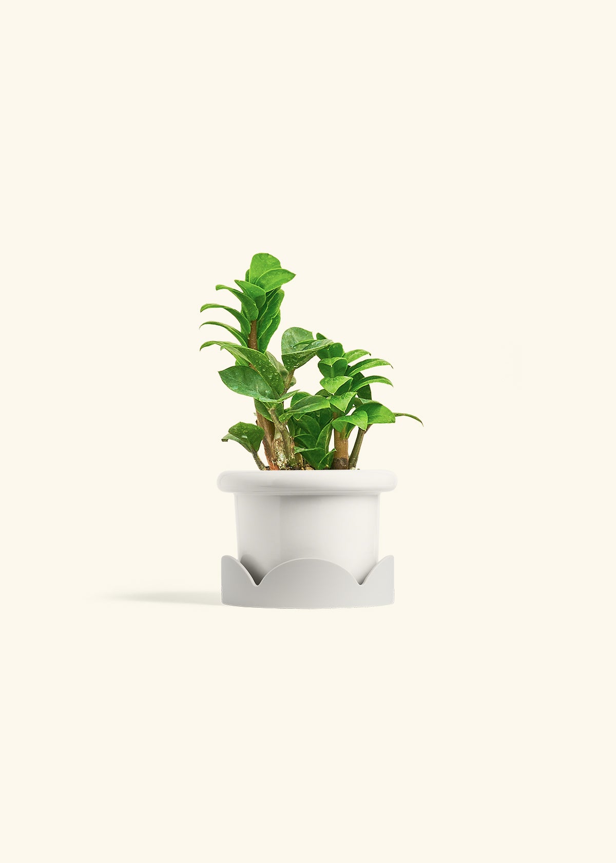 zenzi zz plant for sale ZZ Plant 'Zenzi'