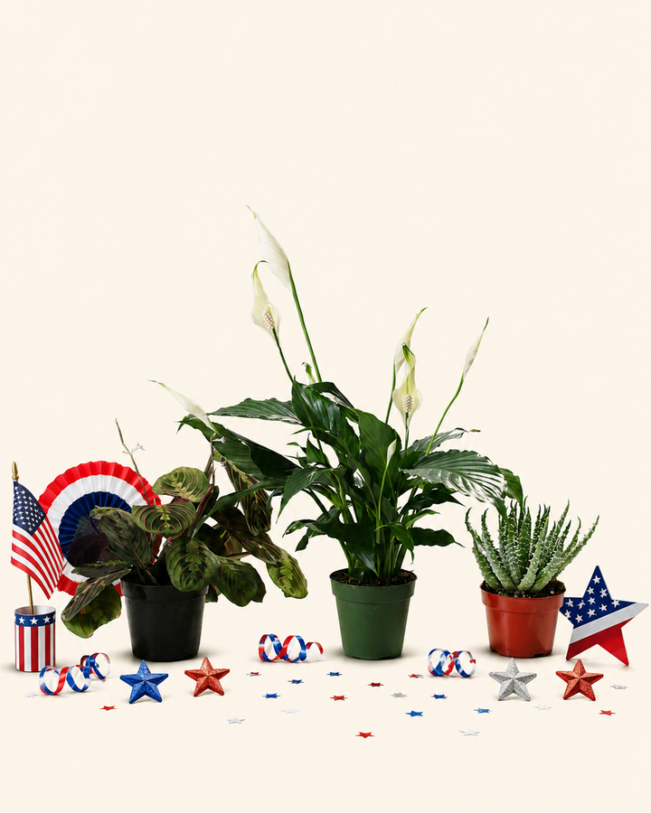 The Patriotic Trio