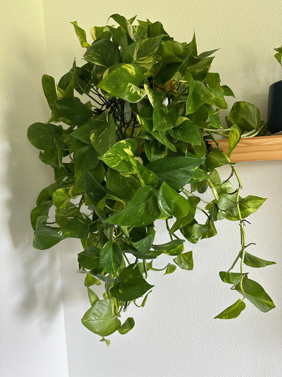 Review photo from Tatum B.
