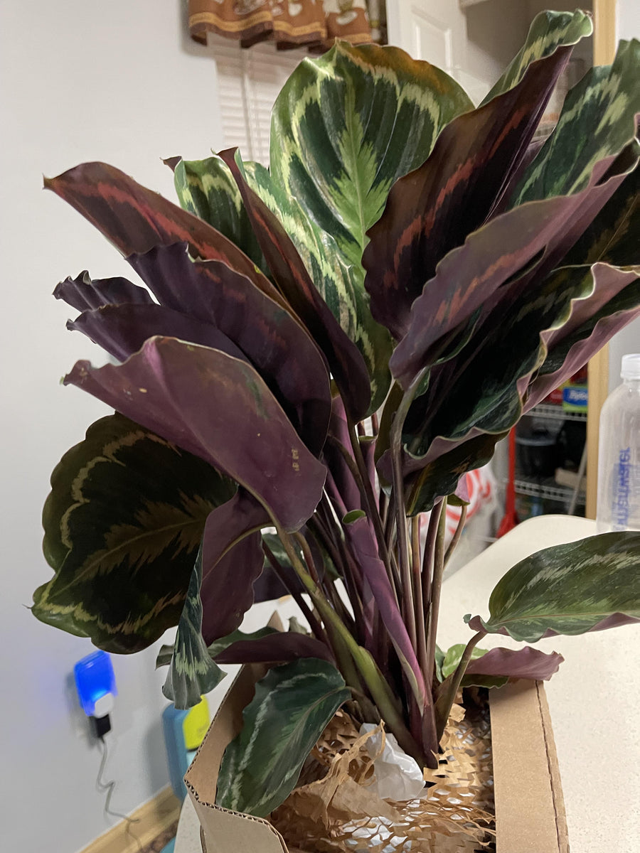 Review photo from Lakia