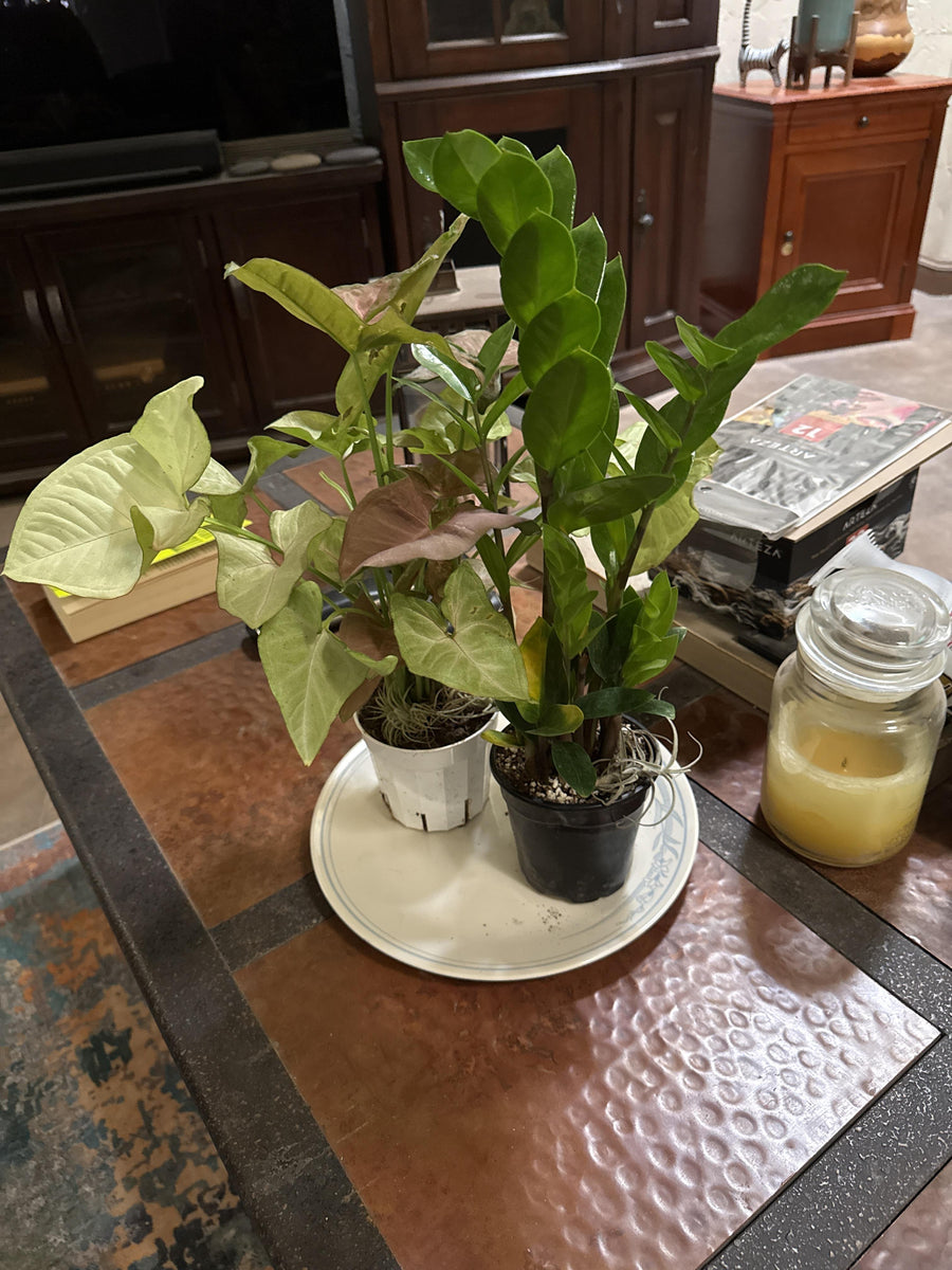 Review photo from E L.