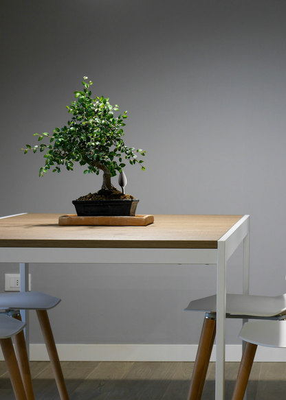 Leaflet® Plant Monitor