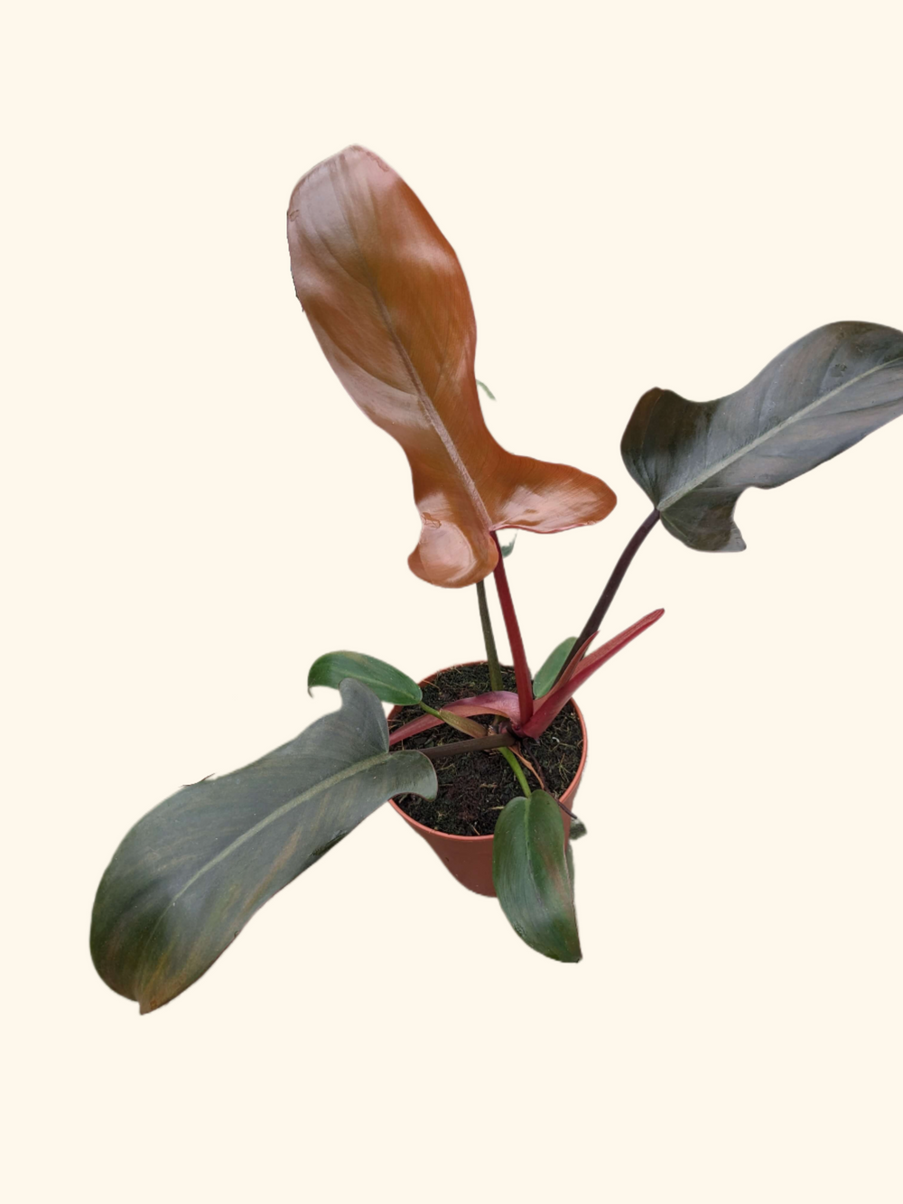 Philodendron Florida Bronze